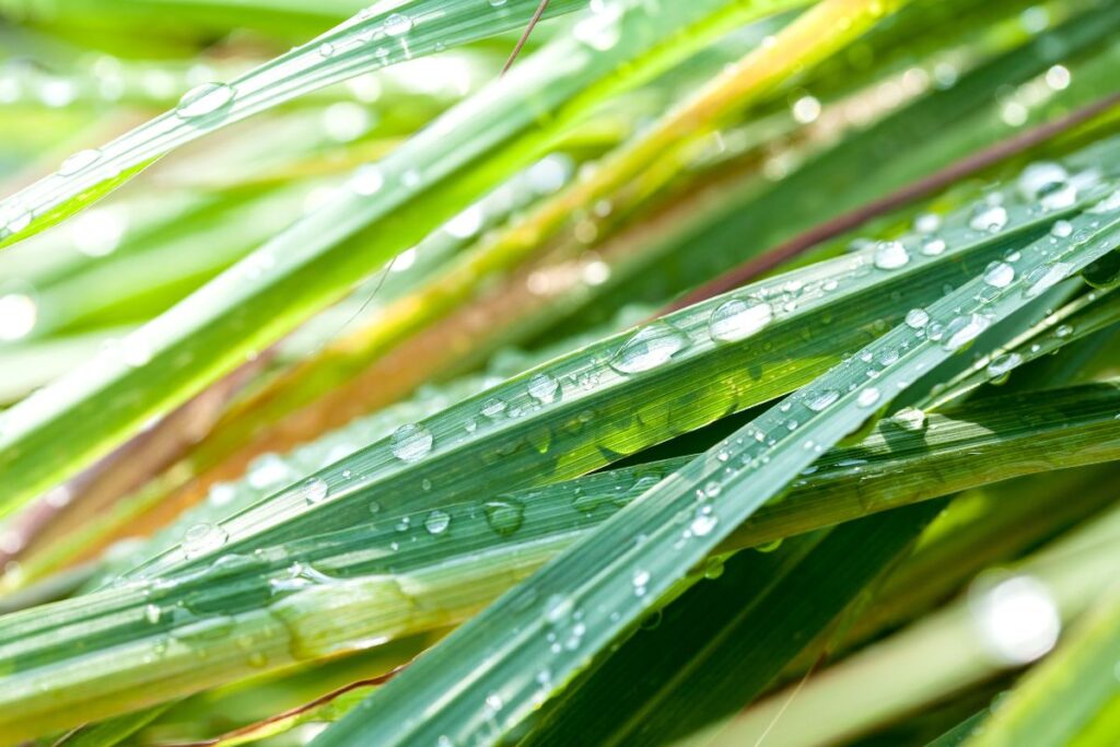 lemongrass soap