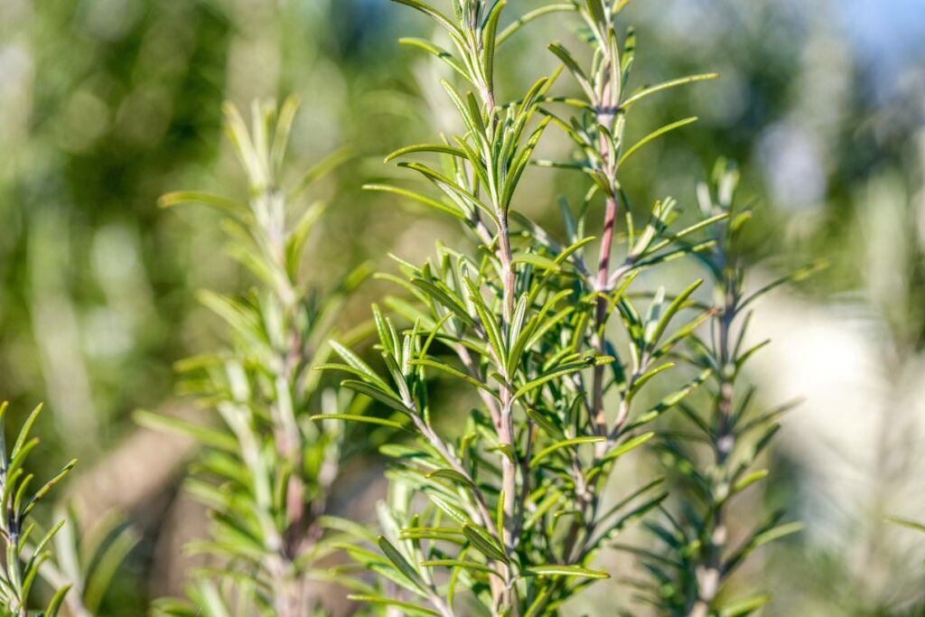 rosemary cold process soap