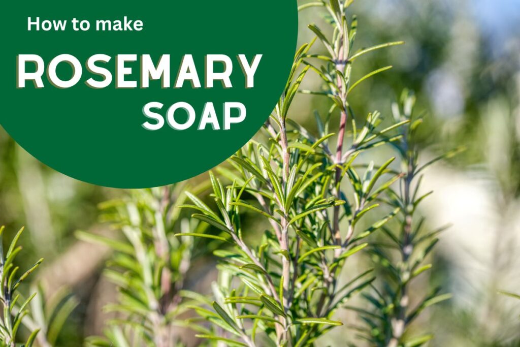 How to make Rosemary cold process soap